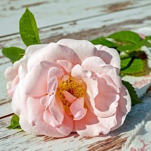 Meet your Posher, Stacie